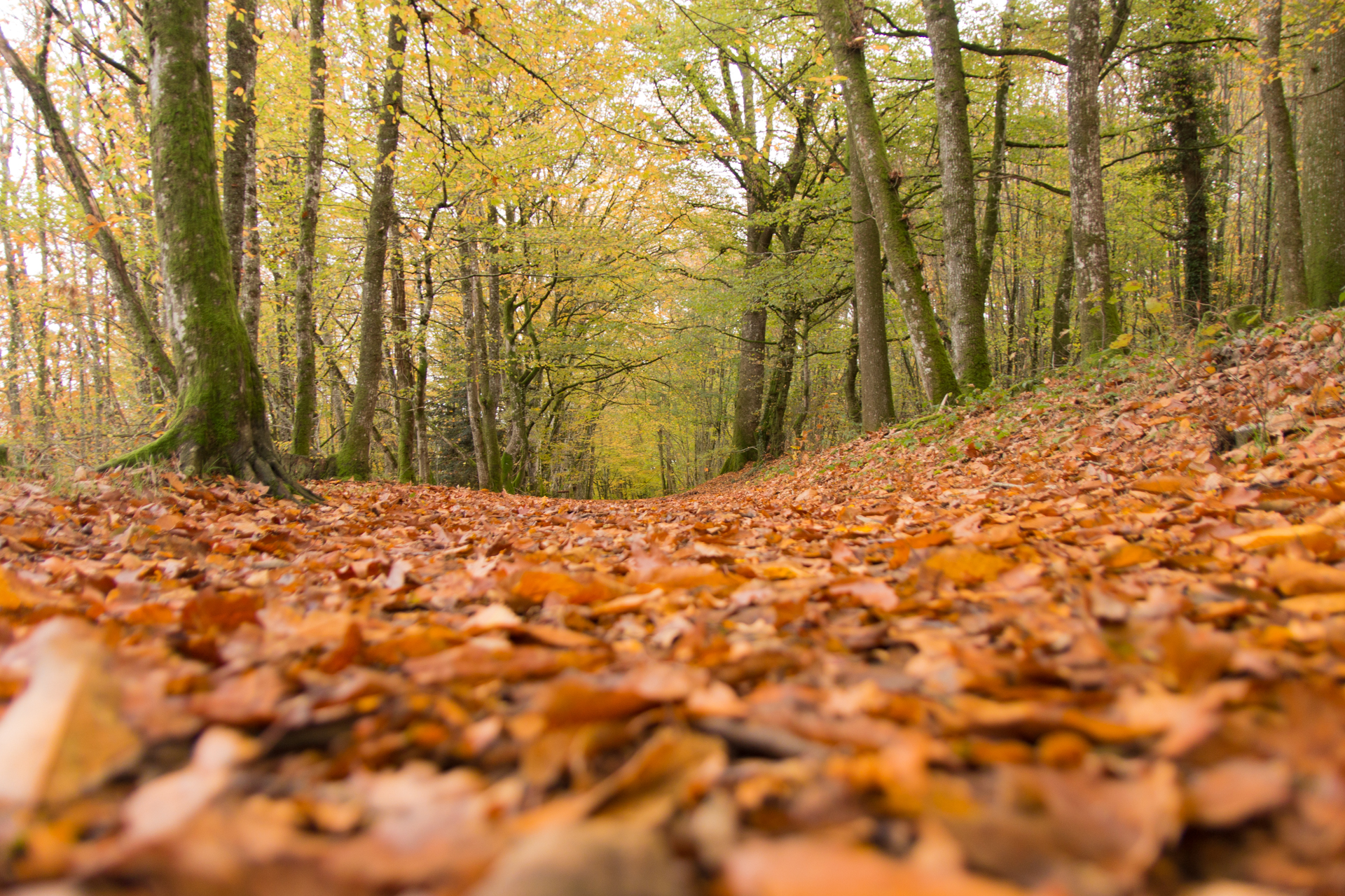 L' Oeil Noir Photographie